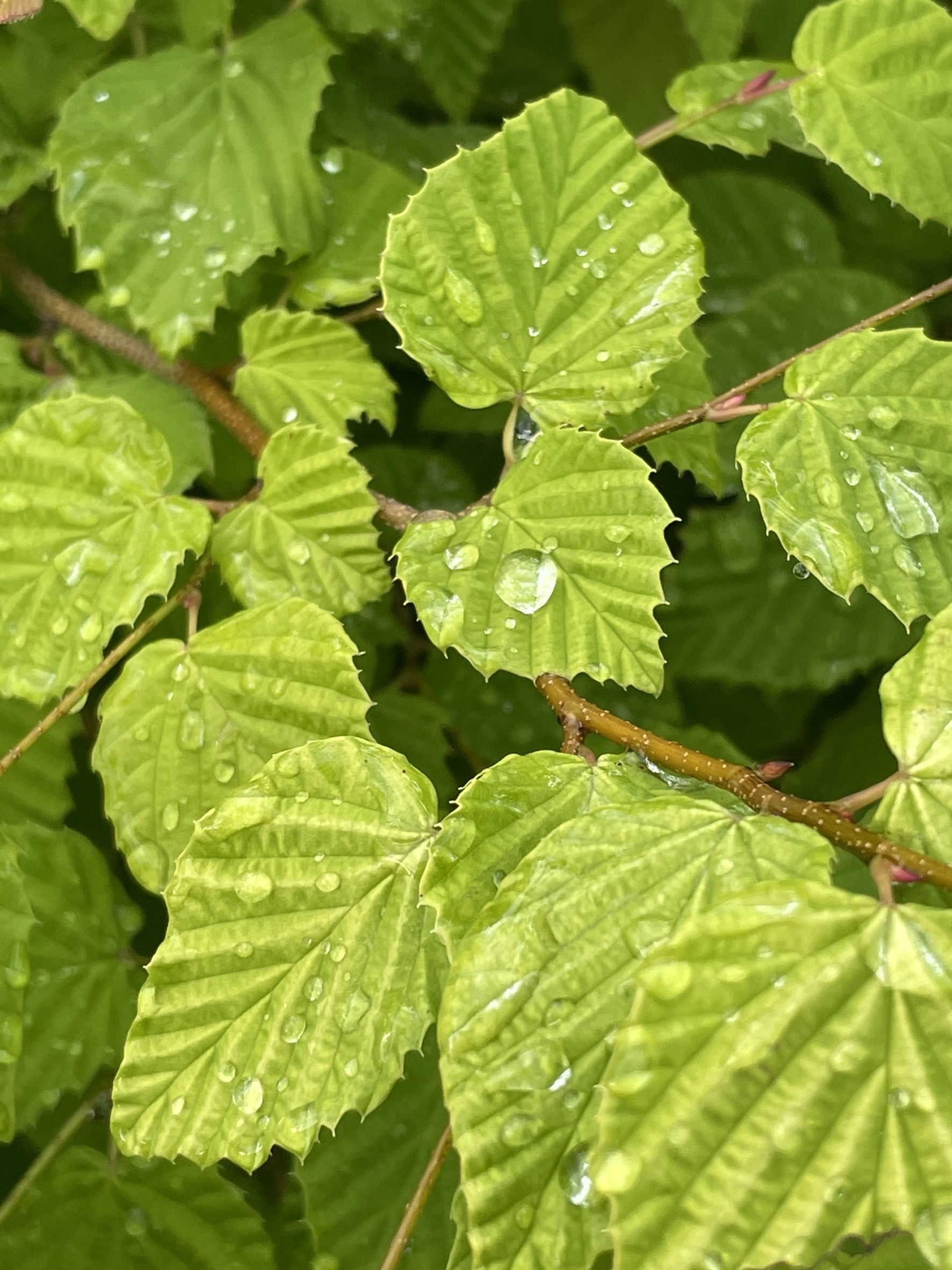 植物